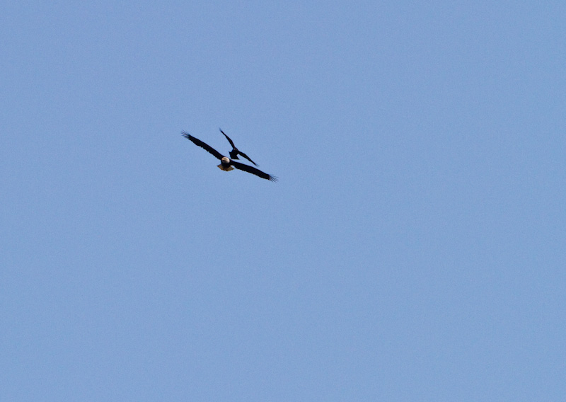 Crow Harrassing Bald Eagle